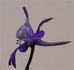 Flower with a spur